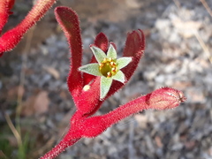 Anigozanthos