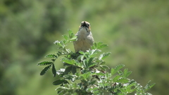 Sphenoeacus afer natalensis