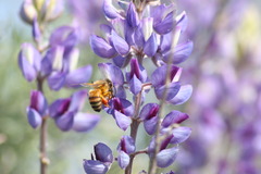 Apis mellifera