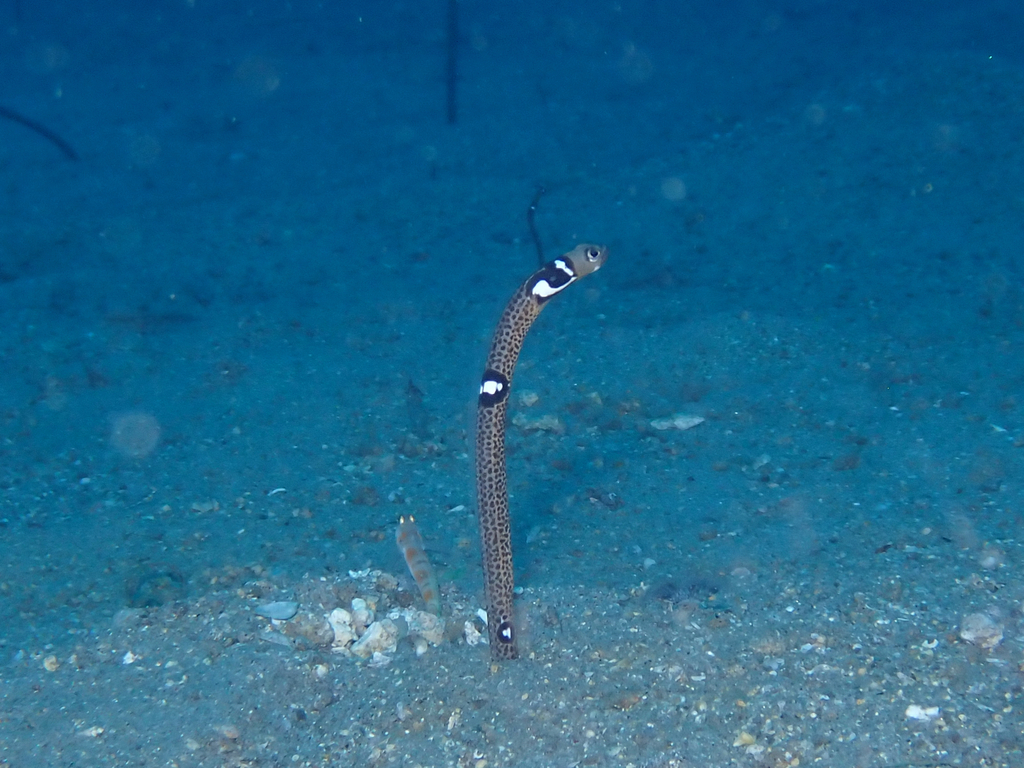 Garden Eel