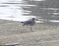 Leucophaeus atricilla