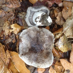 Tricholoma griseoviolaceum