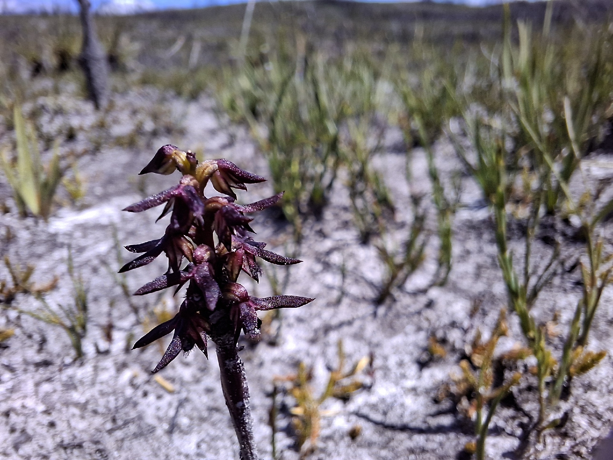 Genoplesium archeri