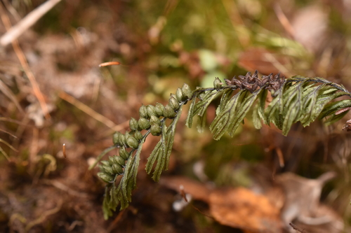 Hymenophyllum falklandicum observed 2025-12-31