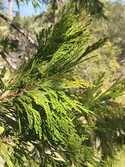 Calocedrus
