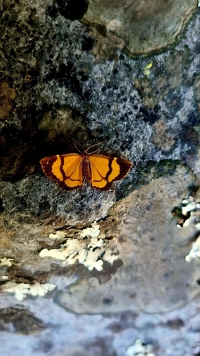 Antuluciella vittata
