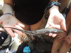 Sternopygus macrurus