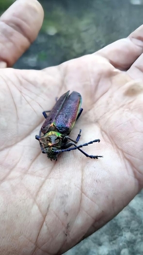 Cheloderus childrenii