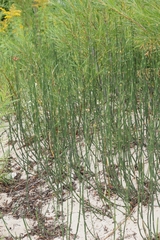 Equisetum × nelsonii