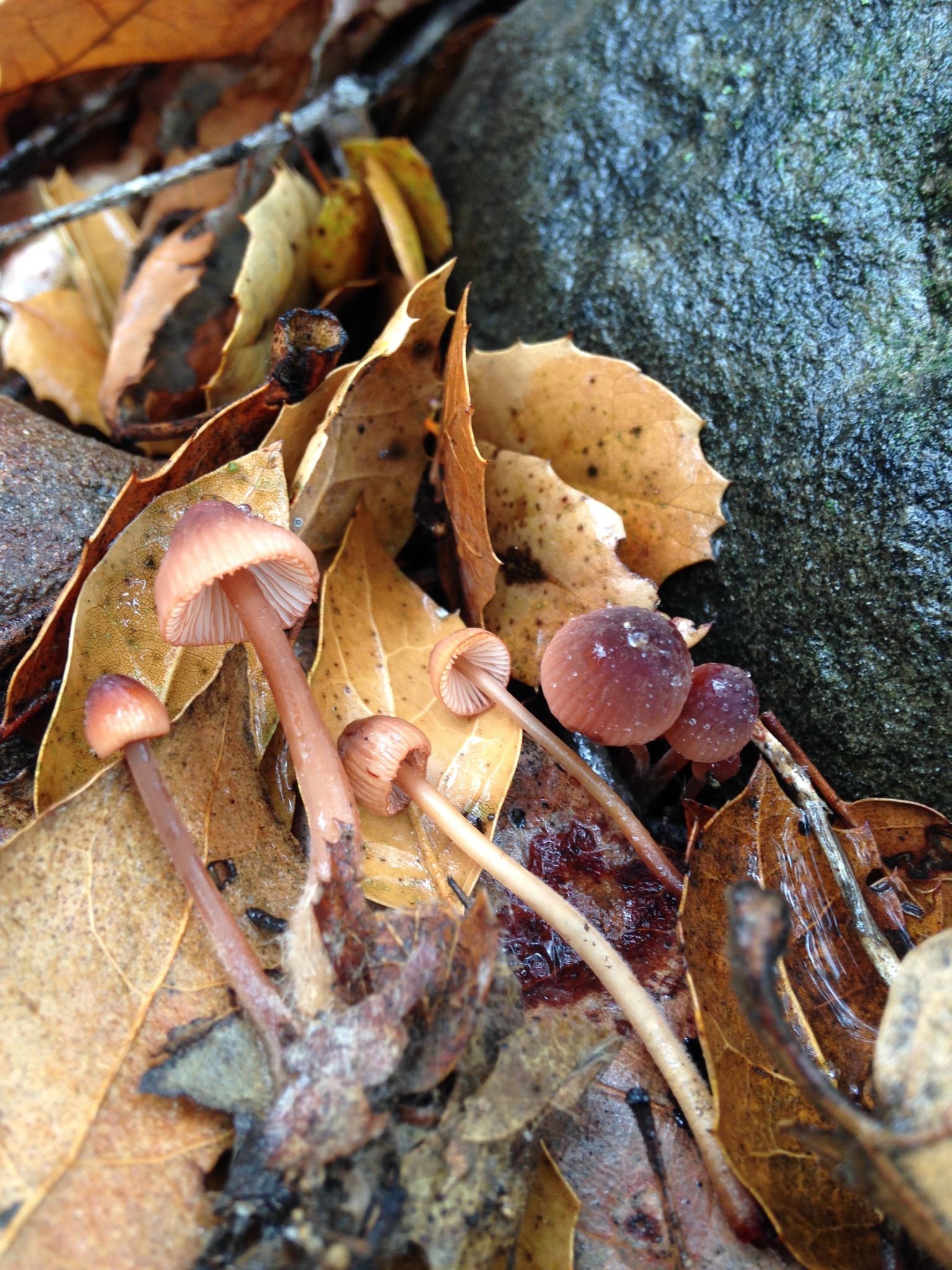 Mycena californiensis image