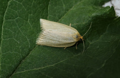 Zelotherses unitana