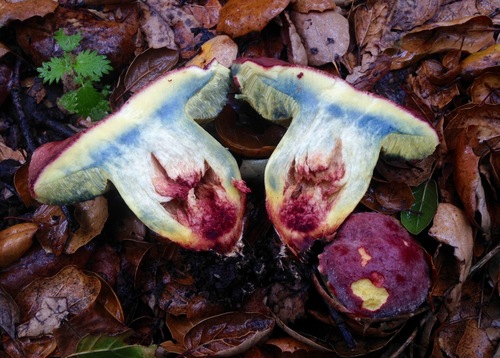 oak-loving bolete