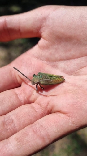 Cheloderus childrenii