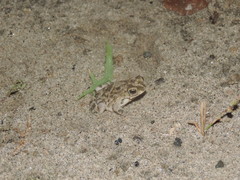 Rhinella humboldti