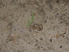 Rhinella humboldti