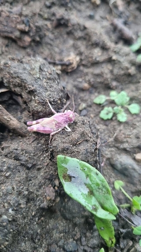 Bandwing Grasshoppers