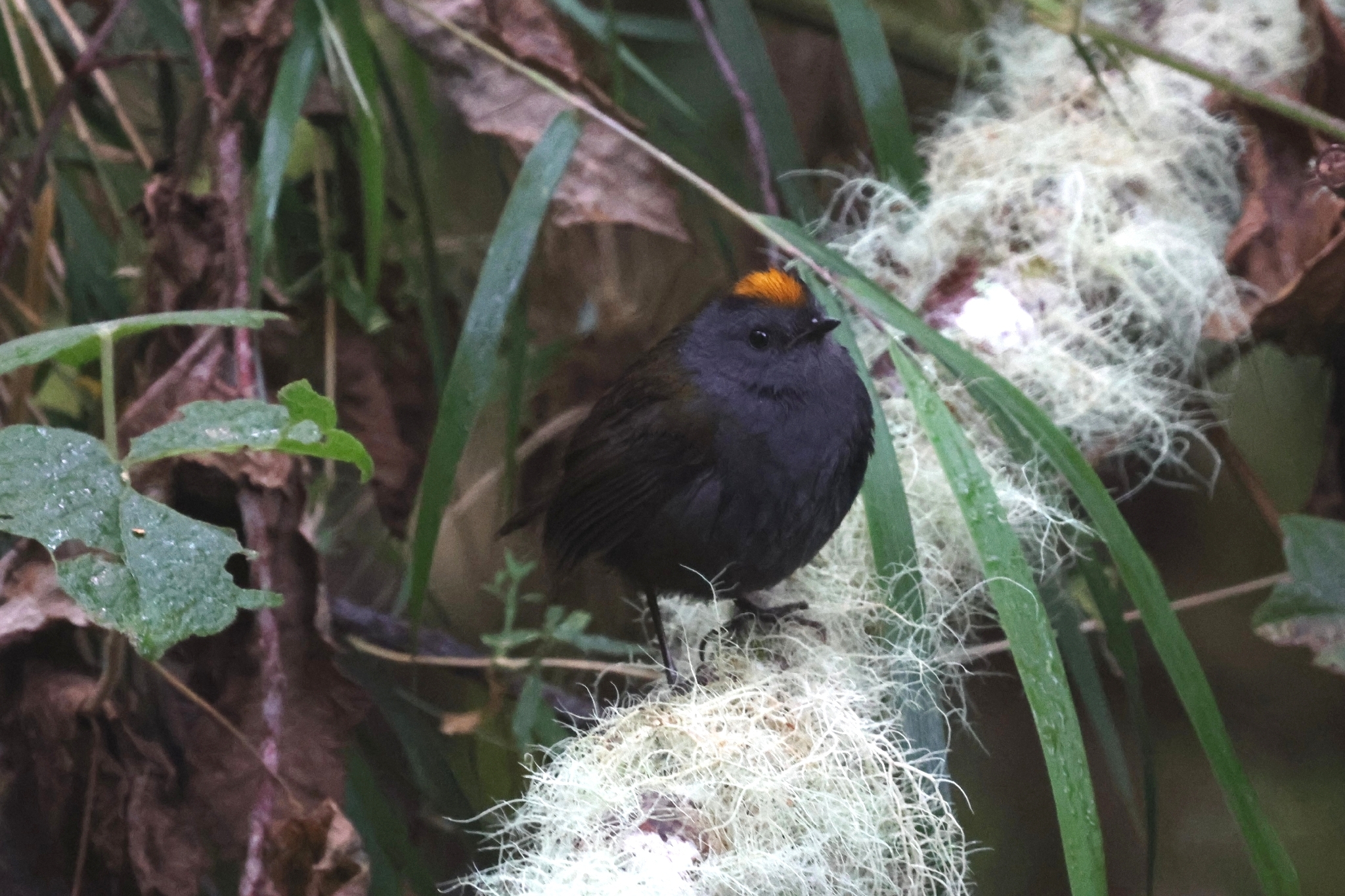 Wrenthrush (Zeledonia coronata), photo 1