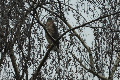Cooper's Hawk