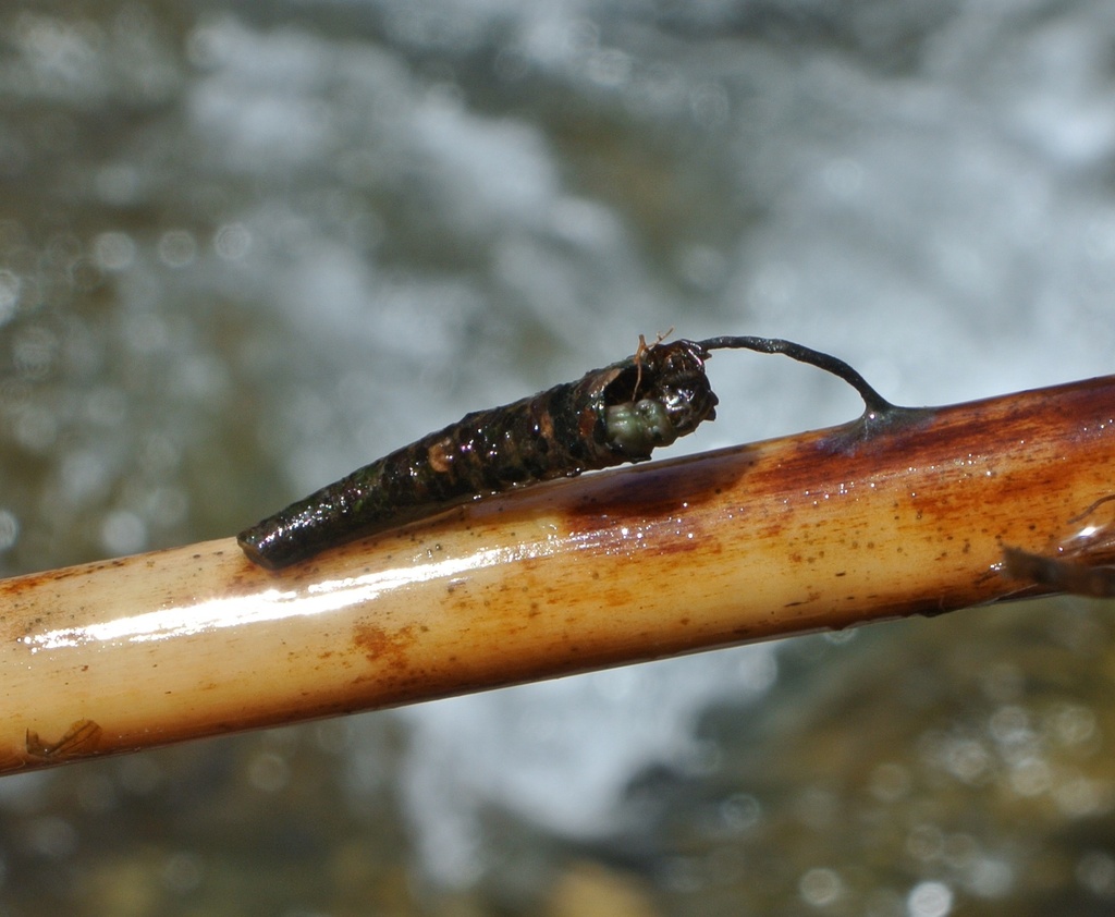 Limnocentropus insolitus