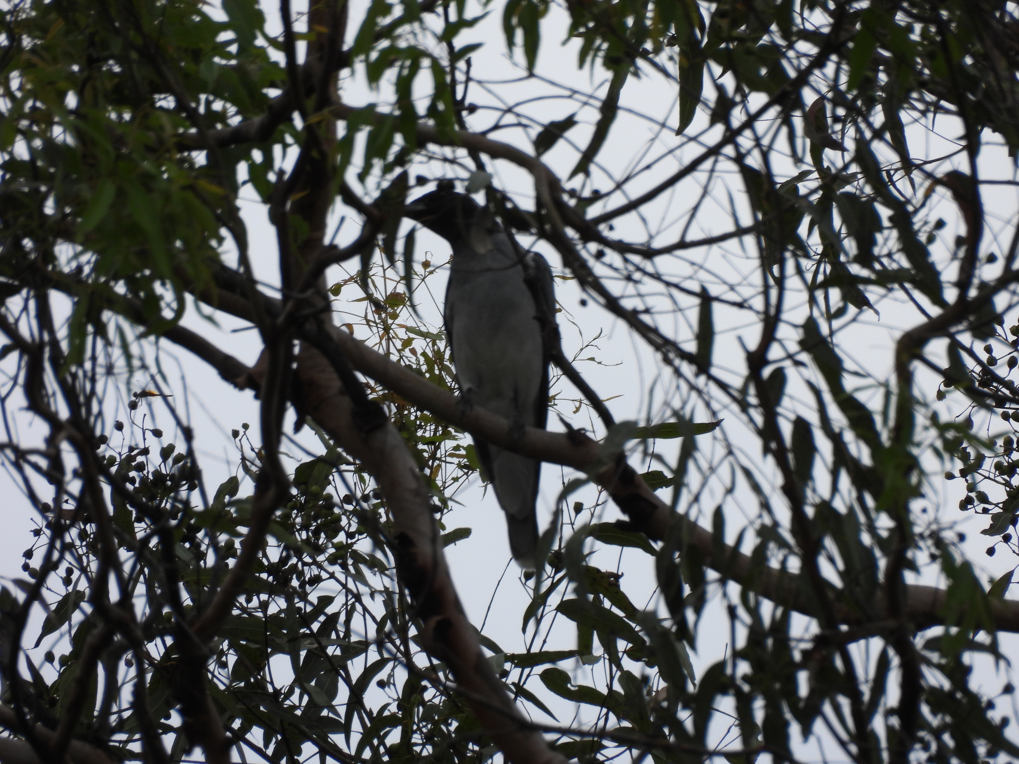 Black-faced Cuckooshrike (Coracina novaehollandiae), photo 5