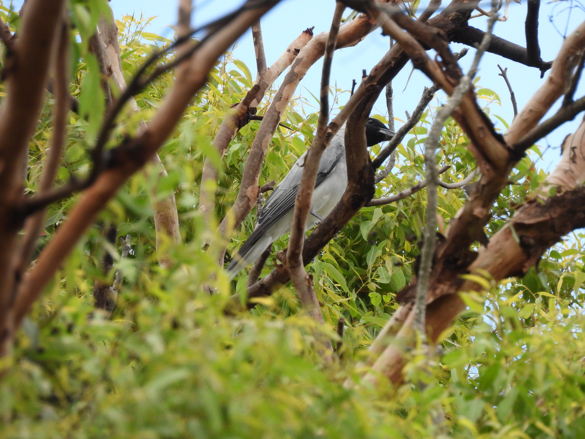 Black-faced Cuckooshrike (Coracina novaehollandiae), photo 6