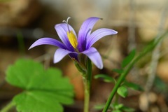 Romulea phoenicia