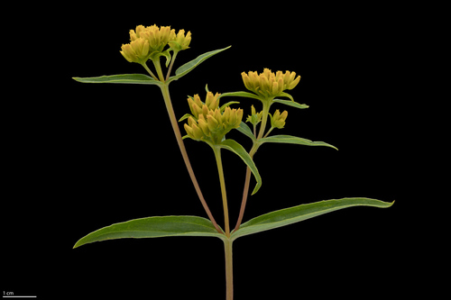 Flaveria campestris