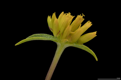 Flaveria campestris iNat (3)