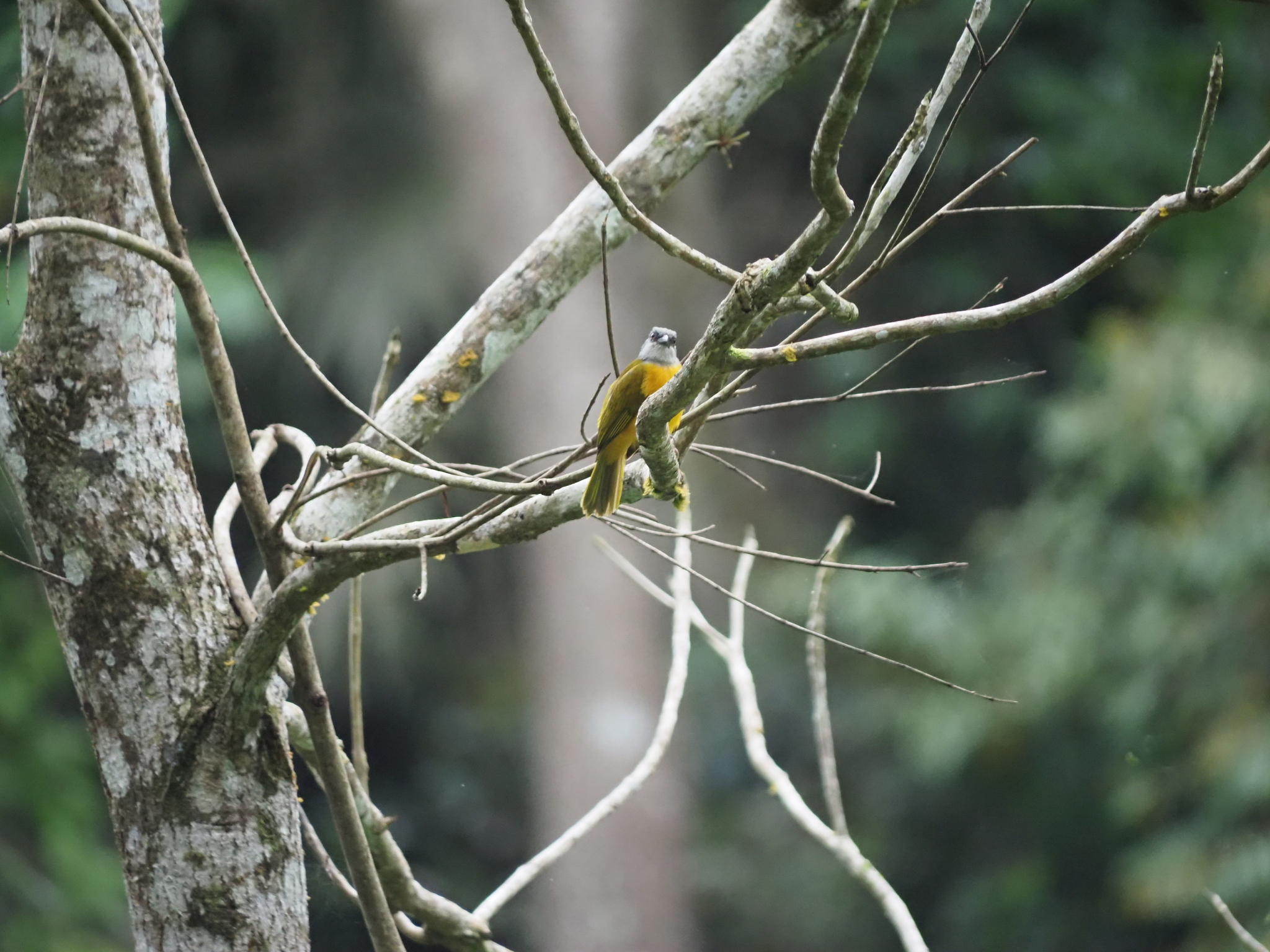 Grey-headed Tanager (Eucometis penicillata), photo 4