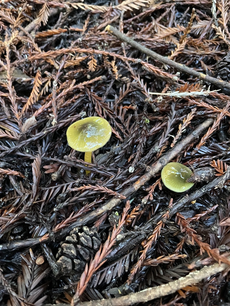 Gliophorus psittacinus · January 2026 · photo: © dkincmbria (iNaturalist, cc0)