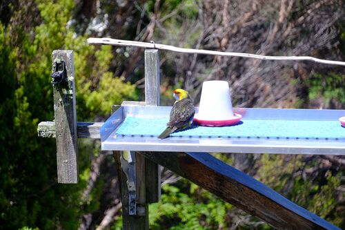 Green Rosella (Platycercus caledonicus), photo 2