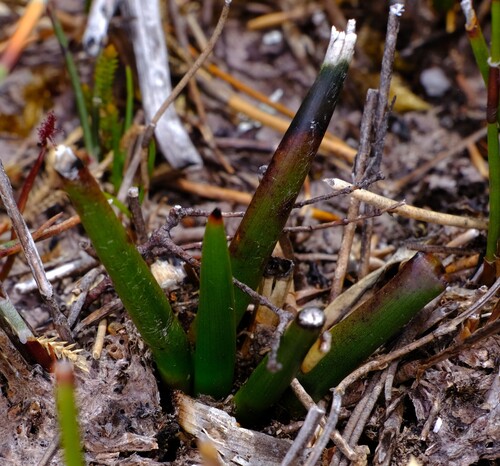 Moorland Bloodroot (Haemodorum distichophyllum)