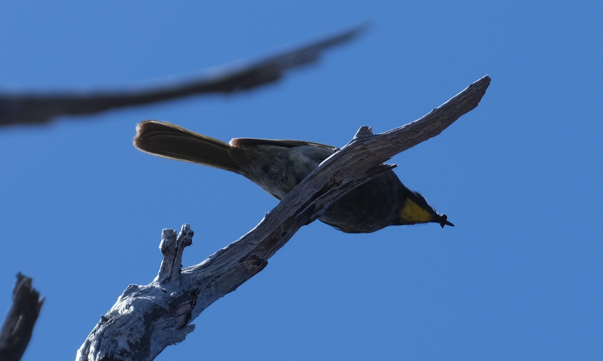 Yellow-throated Honeyeater (Nesoptilotis flavicollis), photo 3