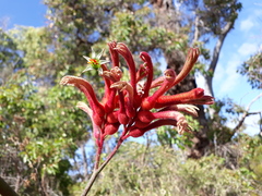 Anigozanthos flavidus