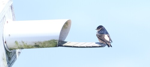 Tree Martin (Petrochelidon nigricans), photo 2