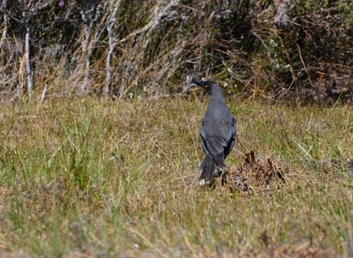 Black Currawong (Strepera fuliginosa), photo 3