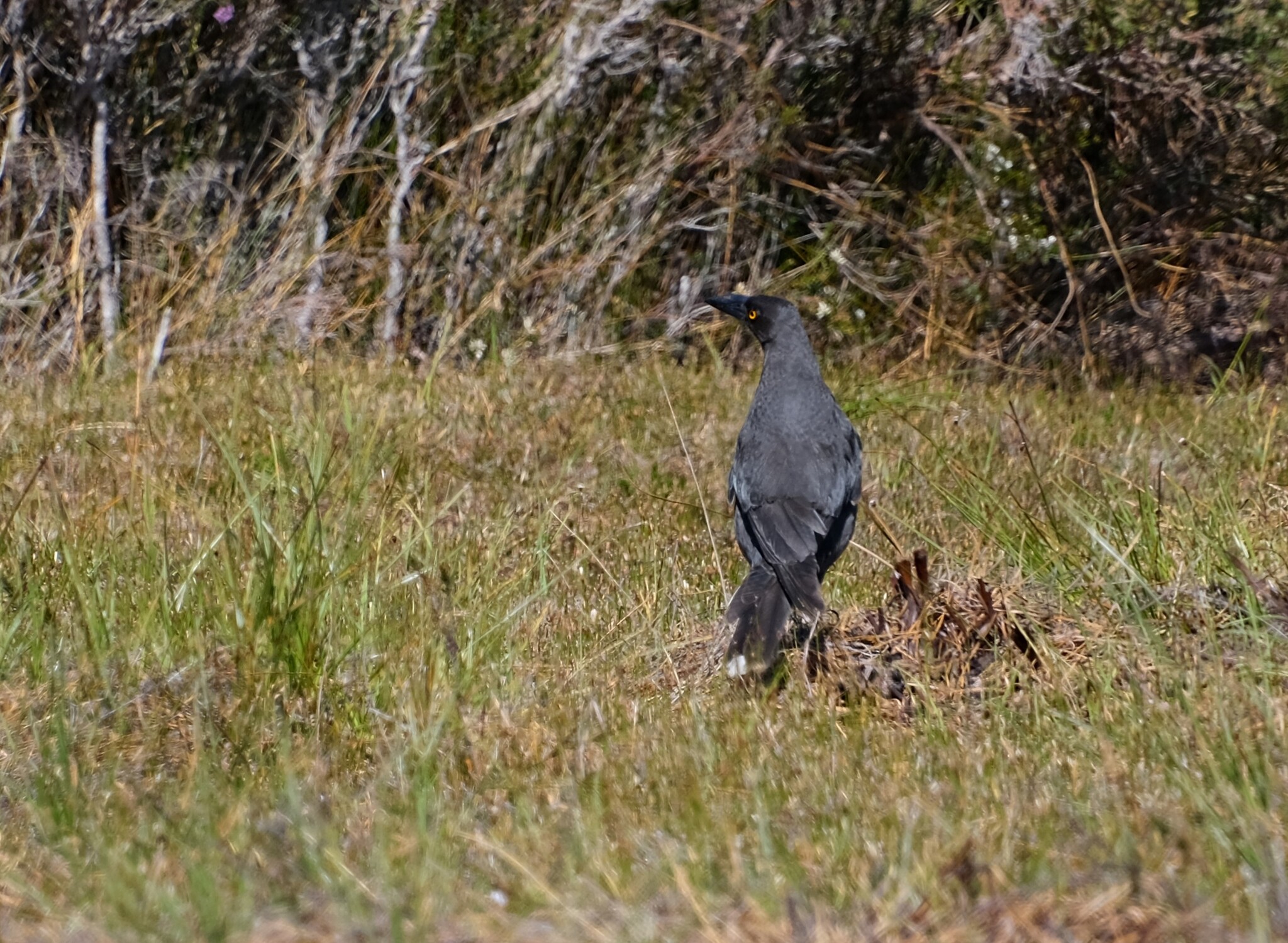 Black Currawong (Strepera fuliginosa), photo 3