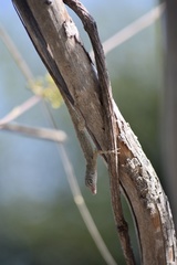 Anolis argenteolus