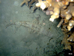 Cymbacephalus nematophthalmus