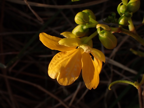 Algarrobilla (Senna sophera)