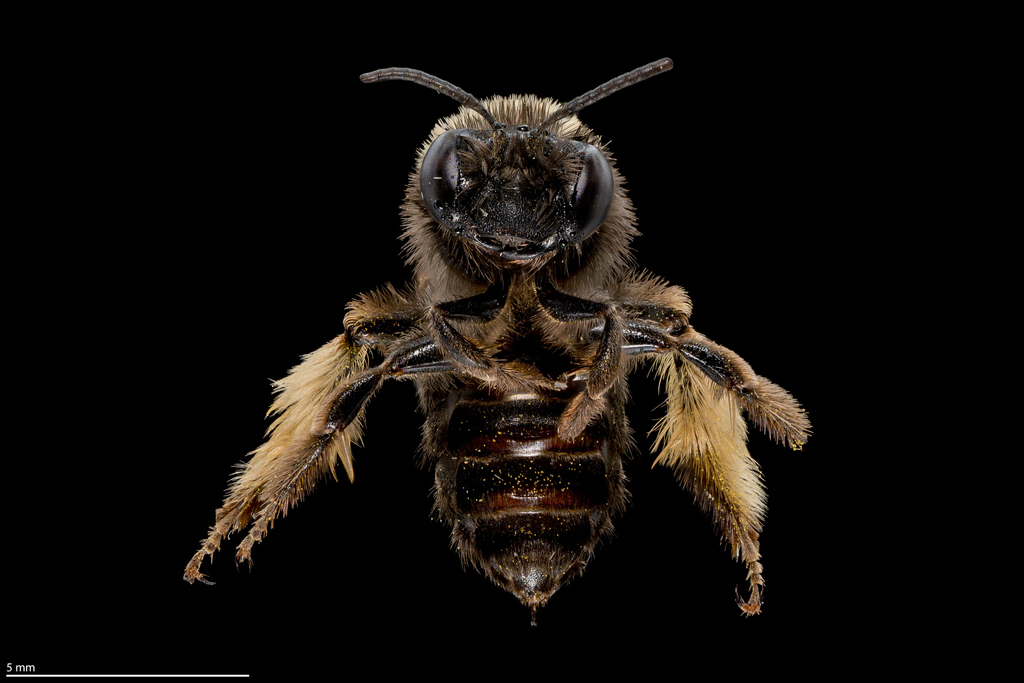 Globe Mallow Bee from Morgan, Utah, United States on September 14, 2025 ...