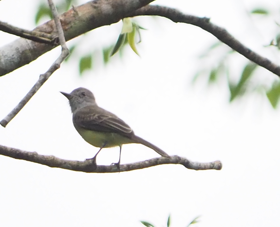 Panama Flycatcher (Myiarchus panamensis), photo 3