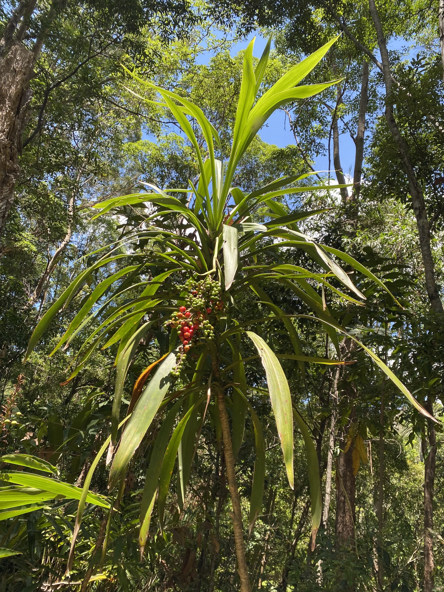 Cordyline spectabilis Kunth & C.D.Bouché 3