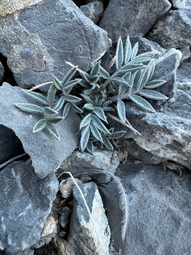 Eureka Milkvetch (Astragalus eurekensis)