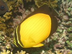 Chaetodon melapterus