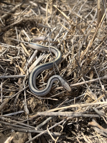 Texas Patch-nosed Snake