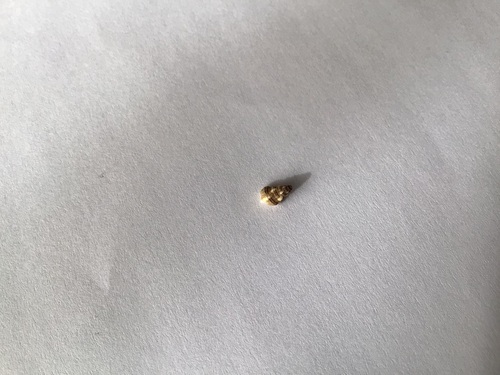 Cerithium kobelti observed 2026-01-17