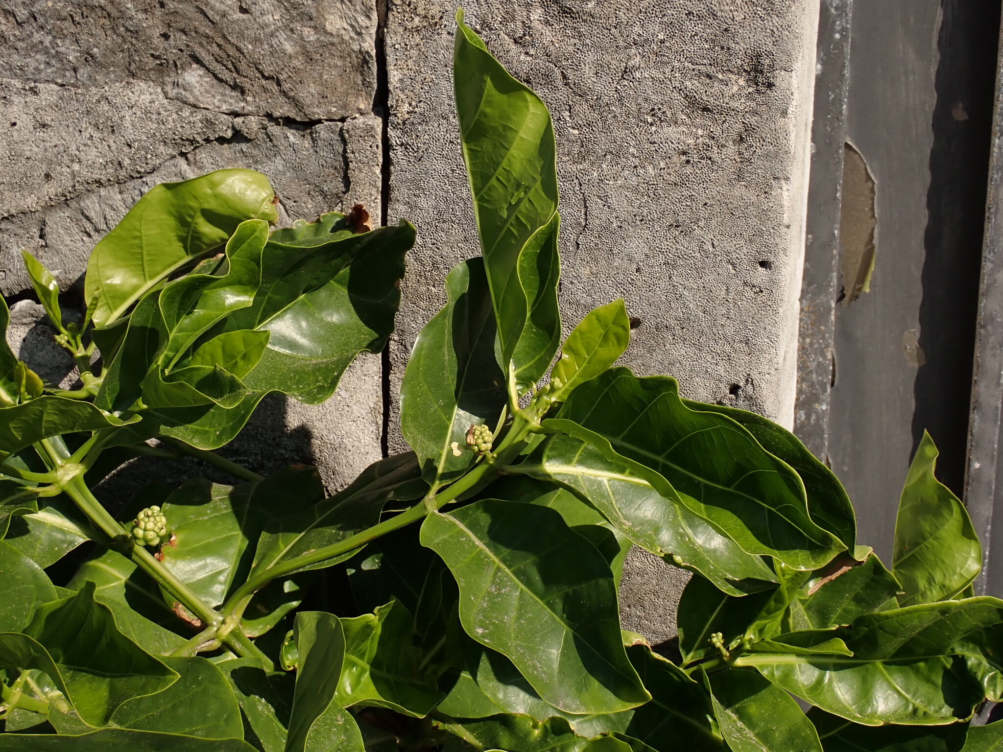 Foto de Morinda citrifolia L.