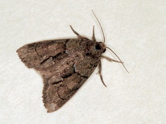 Cryphia fraudatricula