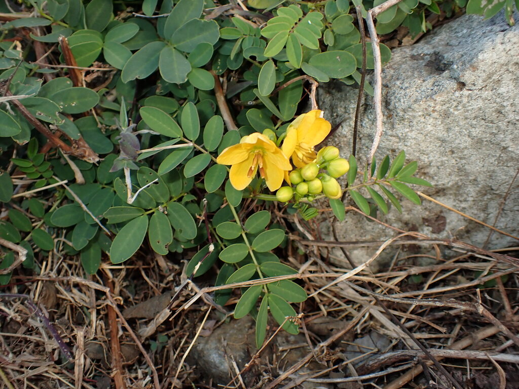 Algarrobilla (Senna sophera)